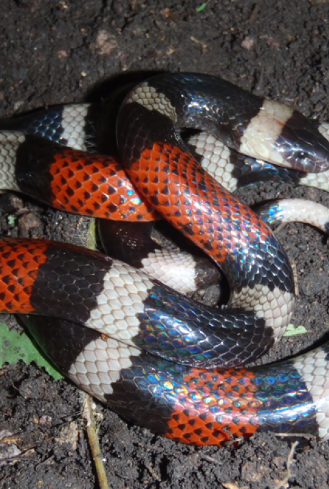 Micrurus laticollaris | Redtox