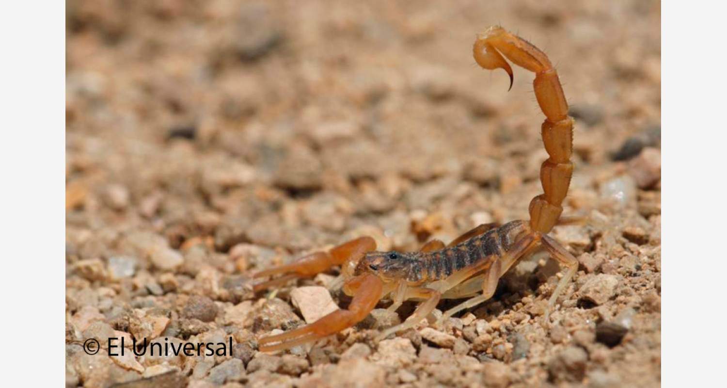 Centruroides balsasensis Redtox