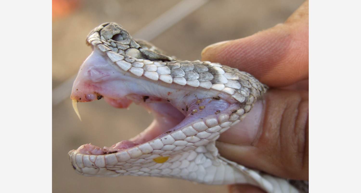 Crotalus atrox | Redtox