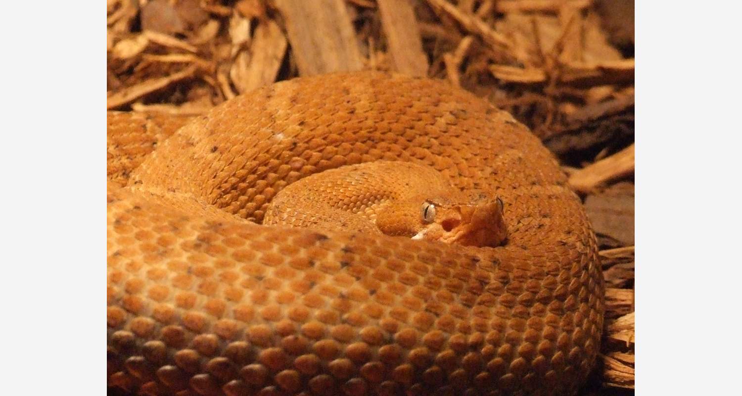 Crotalus willardi (Meek, 1906)