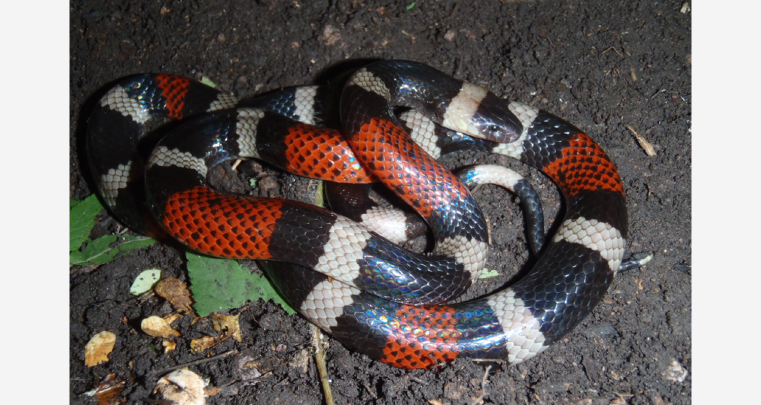 Micrurus laticollaris | Redtox