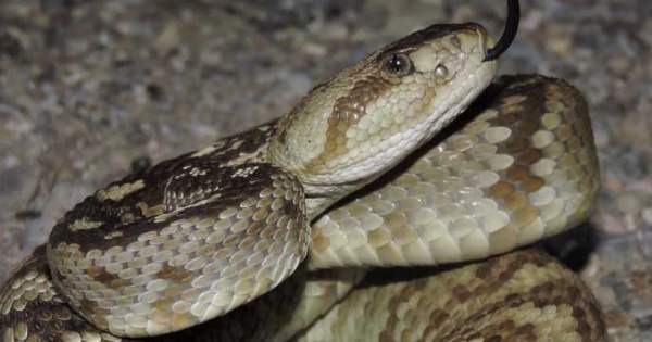 Crotalus Rosa Crotalus ornatus | Redtox