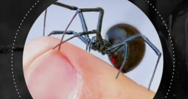 mapa de araña viuda negra